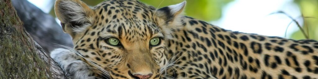 leopard, animal, safari-515509.jpg