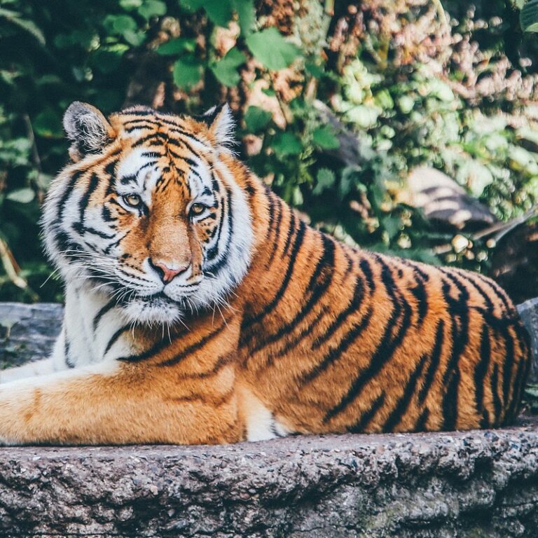 tiger, feline, stripes-1868911.jpg