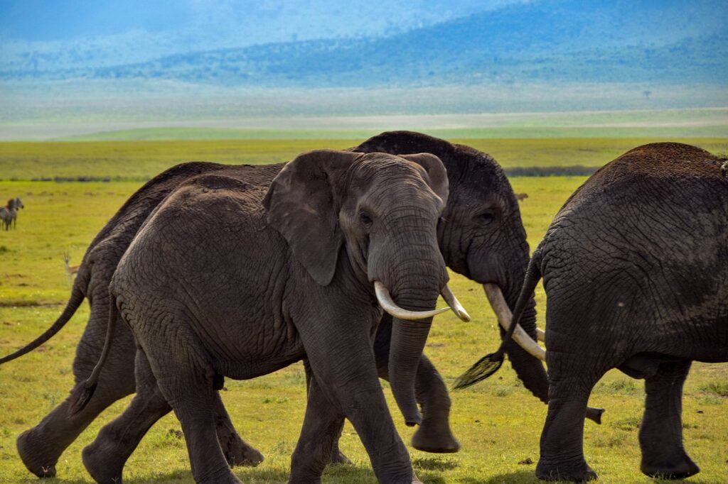 elephant, wildlife, safari-4389434.jpg