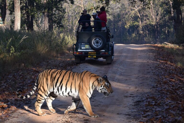 Sundarban Wildlife Tour Packages